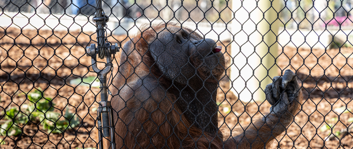 Wild About Accessibility: Cleveland Zoo's New Primate Forest and Ascent Changing Tables
