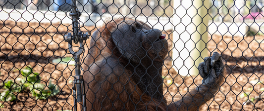 Wild About Accessibility: Cleveland Zoo's New Primate Forest and Ascent Changing Tables